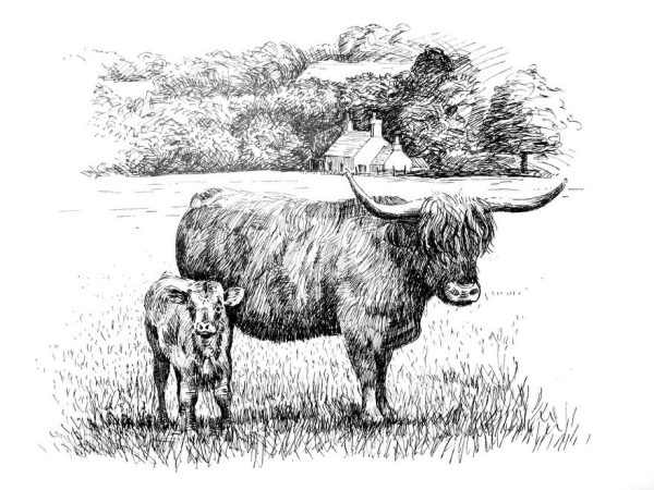 Highland Cow and Calf (pen and ink)