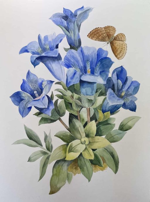 GENTIAN (after Redouté)