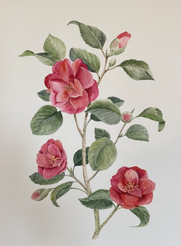 ‘Camelia’ watercolour
