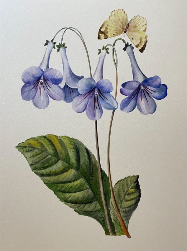 Streptocarpus (after Redouté)