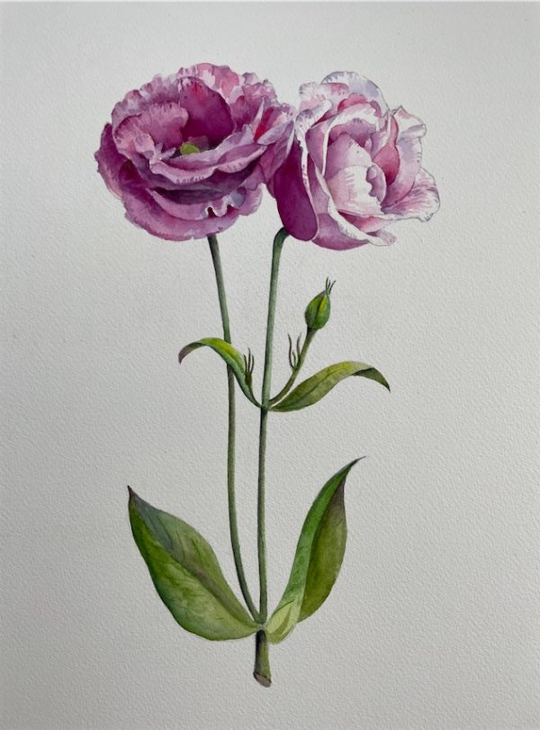 Lisianthus