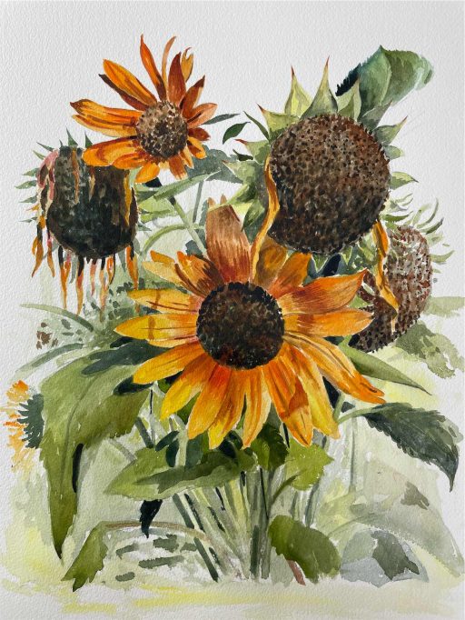 The Life of a Sunflower