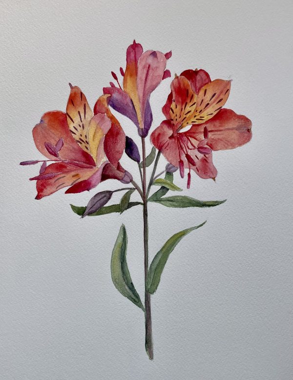 Alstroemeria