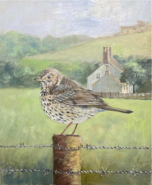 Song Thrush Perched on a Fence Post